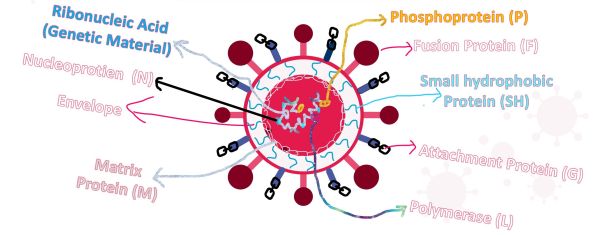 01/25 A New Respiratory Virus Threat Looms In 2025 #Hmpv