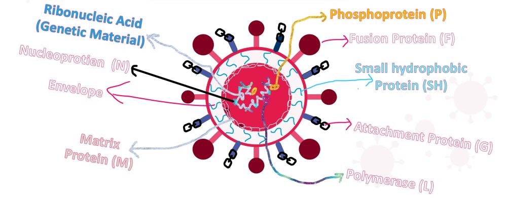 01/25 A New Respiratory Virus Threat Looms in 2025 #HMPV