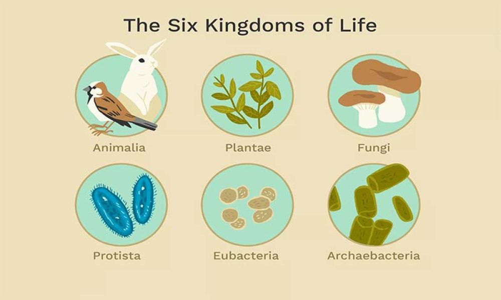 Biodiversity - Three Domains - Six Kingdoms - New Classification - BIOL100 and BIOL 101 Biomedglobal