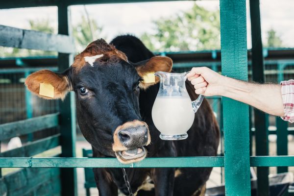 Bird Flu Virus  In Raw Cow Milk - An Emerging Public Health Issue