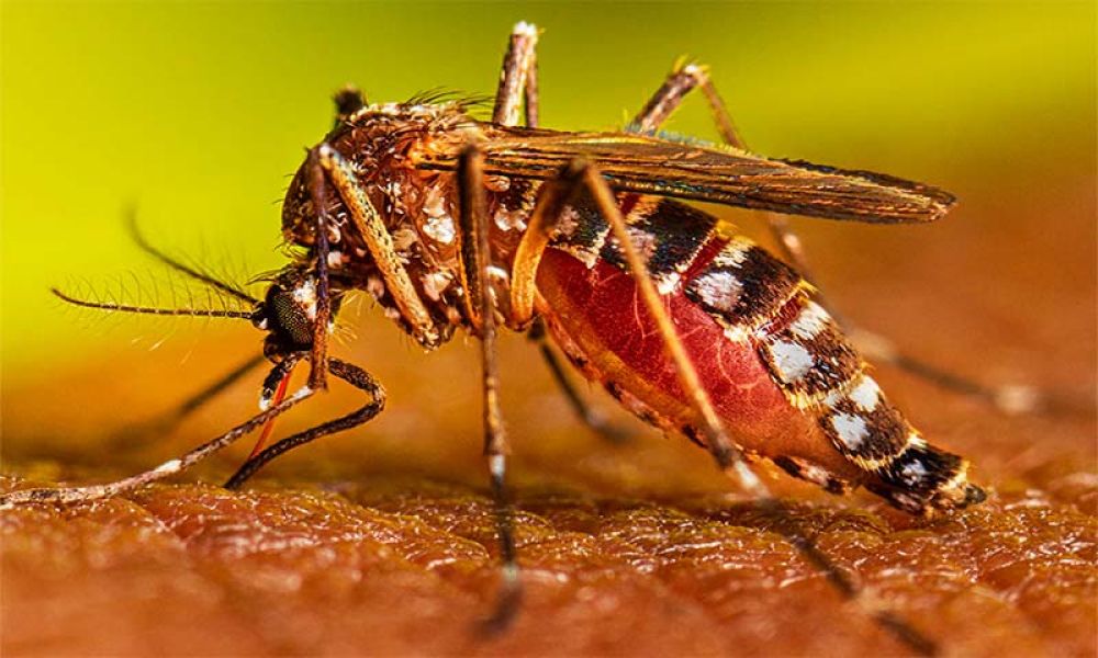 Dengue is not a major danger in flood affected areas