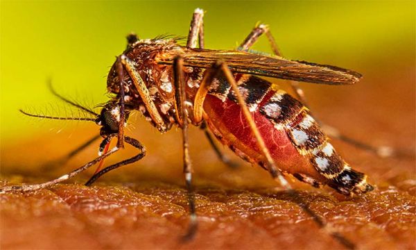 Dengue Is Not A Major Danger In Flood Affected Areas