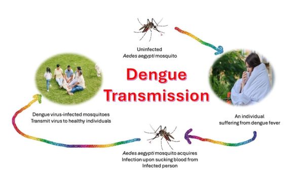 Dengue Viruses Cause Dengue Fever