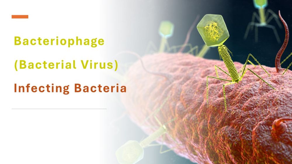 How Bacteria Protect Them From Viral Infections Through a Very Smart Mechanism