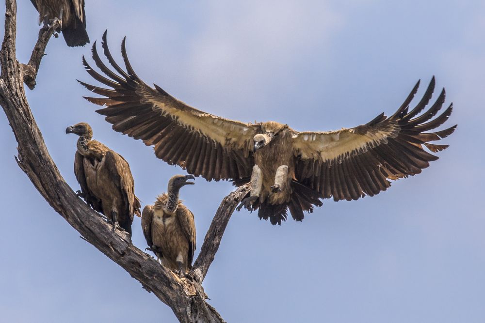 Vultures Used to Save Human Lives - Environmental Economists Reports Huge Monetary and Human Lives Losses Due to Their Extinction